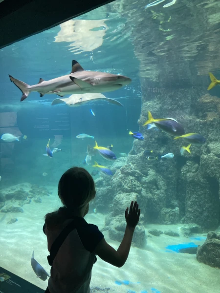 Wilhelmshaven und sein tolles Aquarium