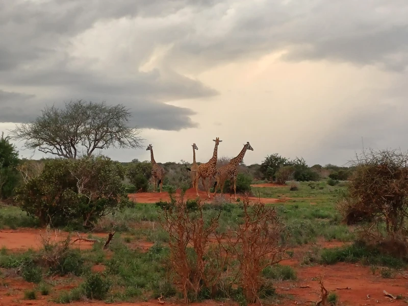 Abenteuer Kenia