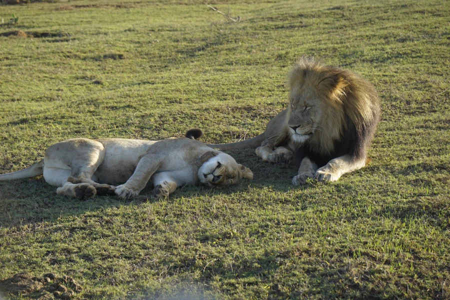 Magische Momente in Südafrika