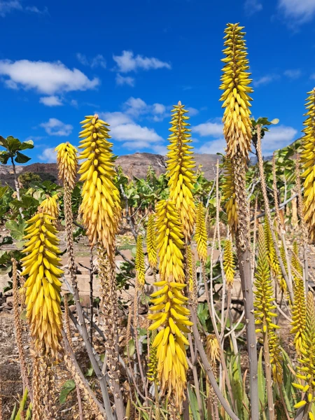 Teneriffa von Norden nach Süden mit La Gomera
