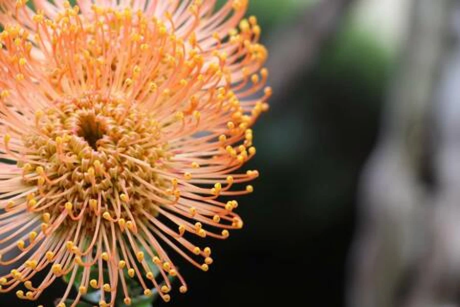 Madeira – wo Europa auf die Tropen trifft