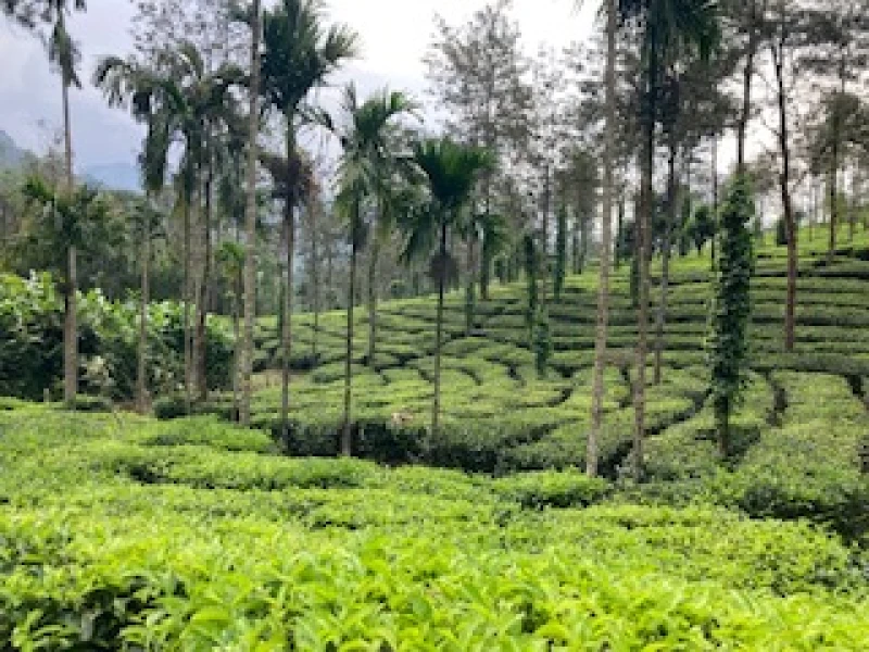 Farben, Düfte und Begegnungen – Eine Reise durch Südindien