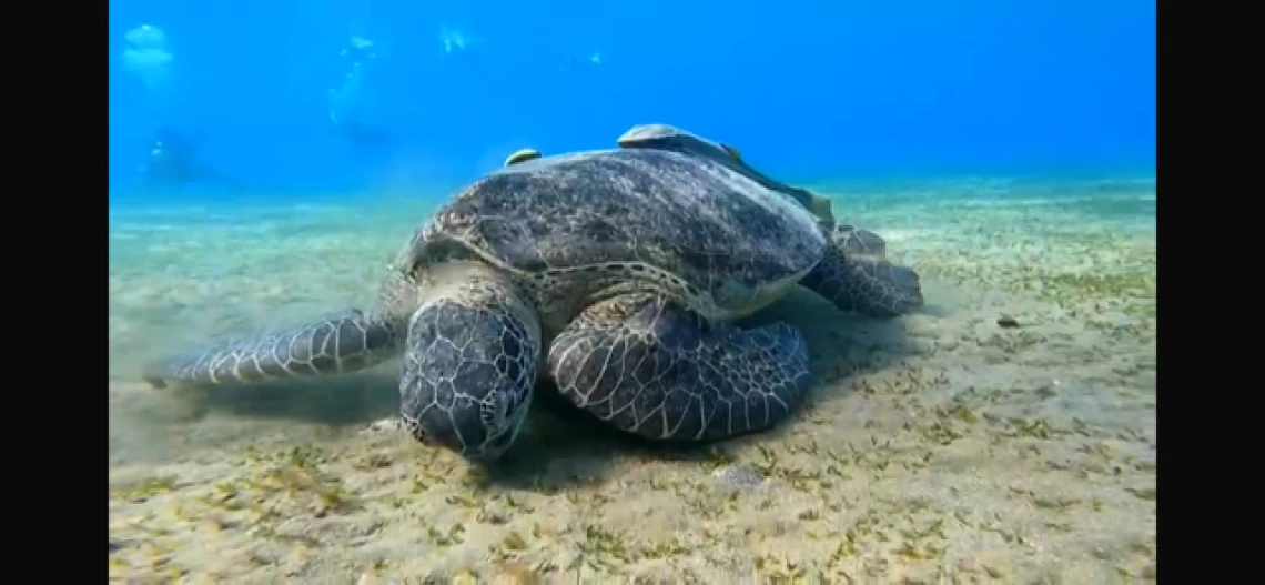 Ägypten - Marsa Alam