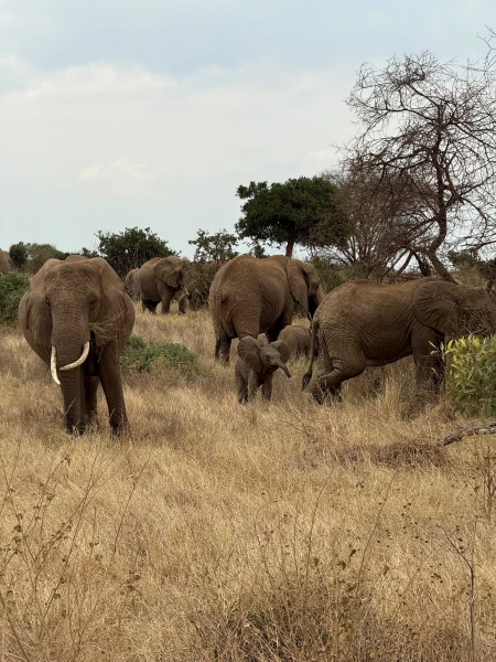 Dein Kenia-Abenteuer – Von Strandträumen zur Safari