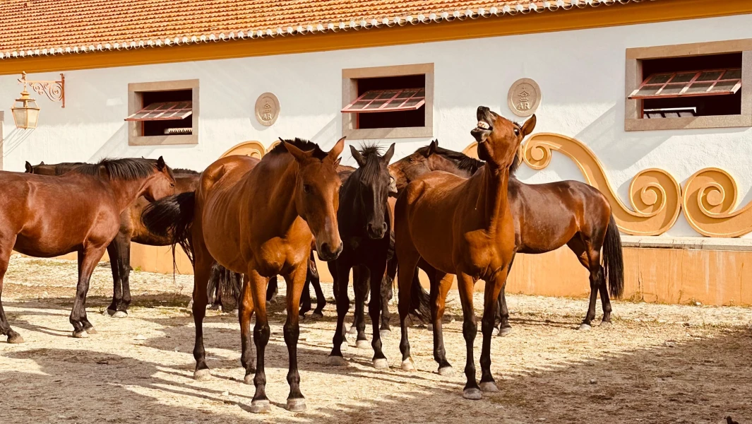 Entspanntes Alentejo