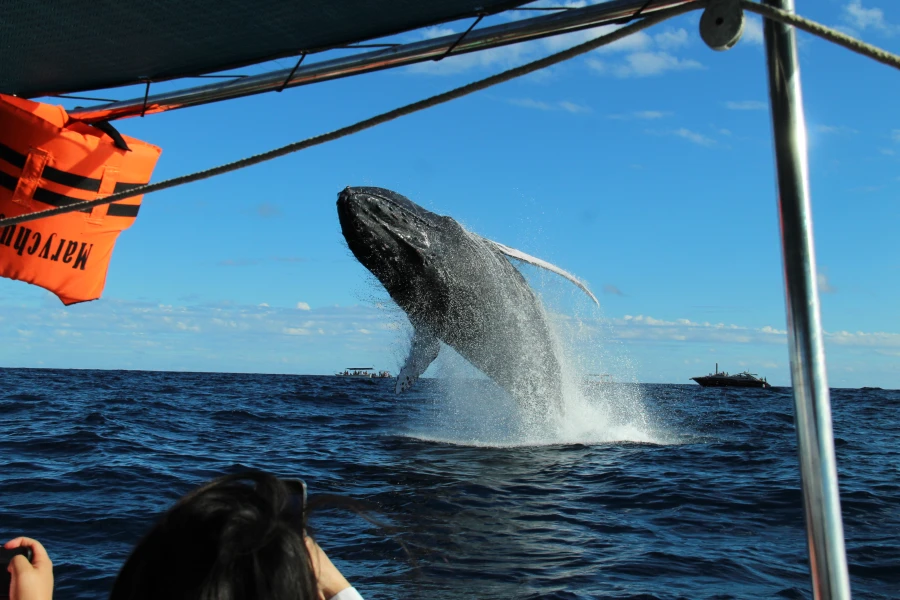 LOS CABOS