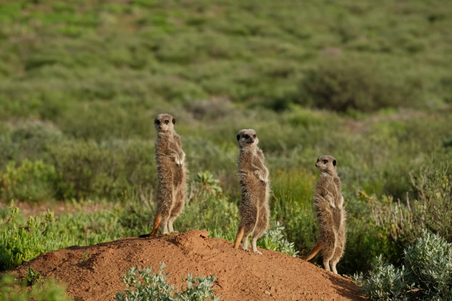 Südafrika – Auf den Spuren der Big Five