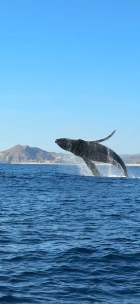 Mexico / Baja California: Mein Reisebericht -Wo die Wüste das Meer küsst und Wale den Ton angeben-