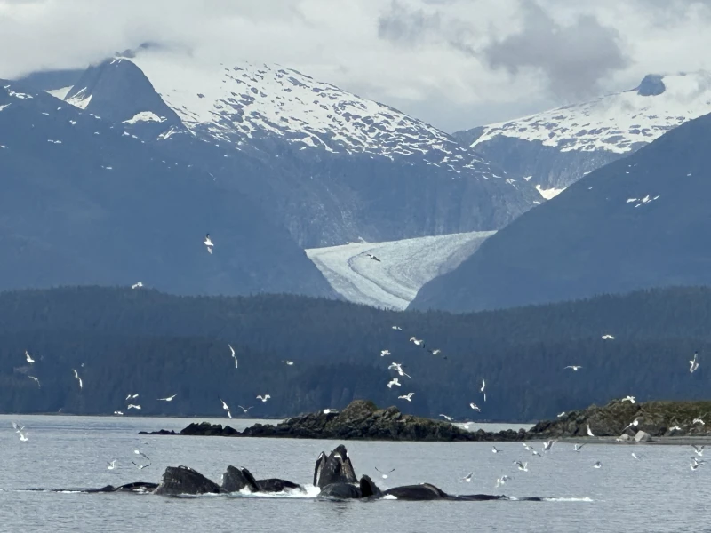 Kreuzfahrt Alaska – unvergessliche Natur