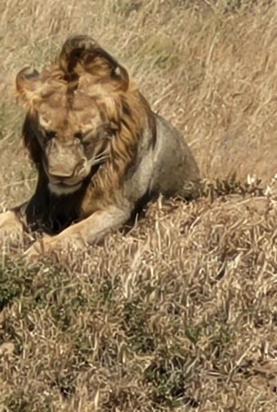 Tiere hautnah erleben - Tansania Safari