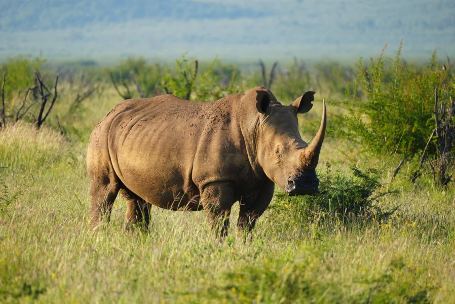 Johannesburg & Krüger Nationalpark