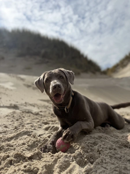 Dänemark mit Hund