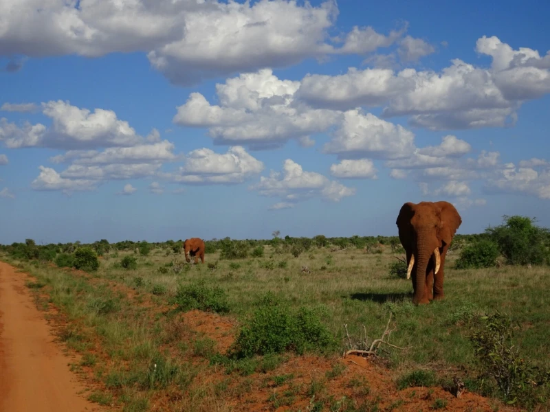 Jambo! – Auf Safari in Kenia