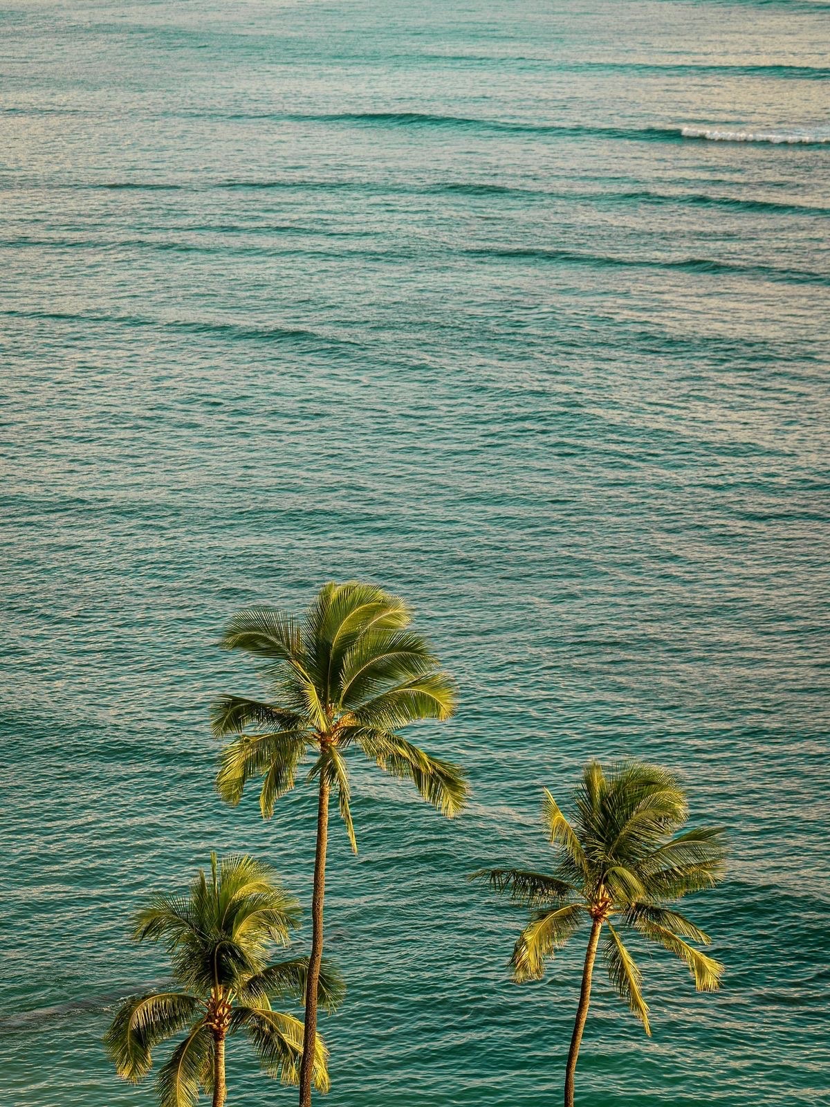 Schröder background