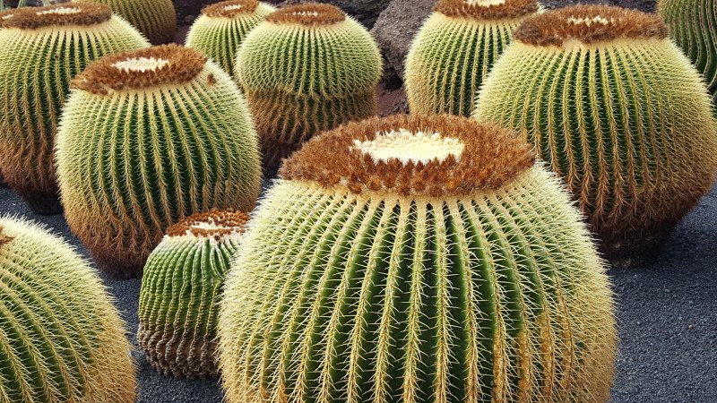 Ursula Riesenkönig background